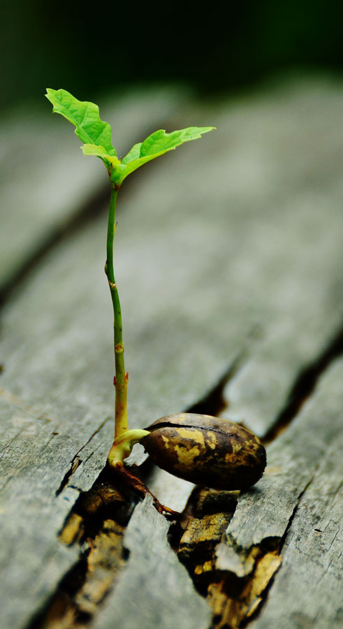 l-arginin-wissen.de - Wachstum
